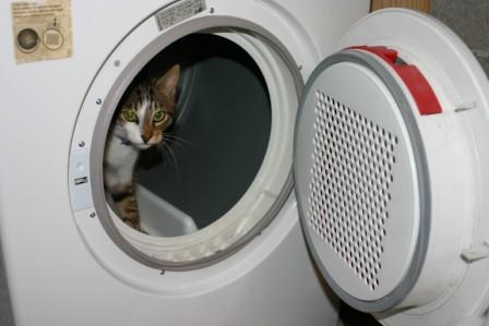lavage