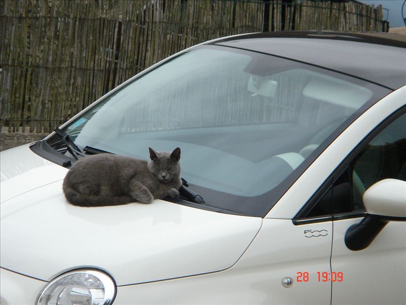 Un chat et une 500