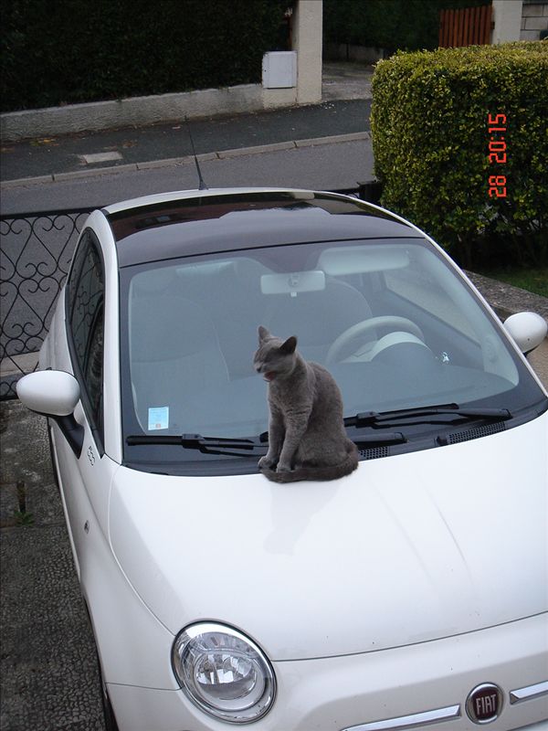 un chat sur une 500.....