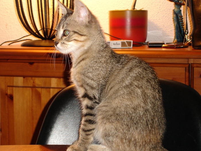 Capucine