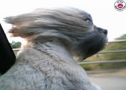 Cheveux au vent...