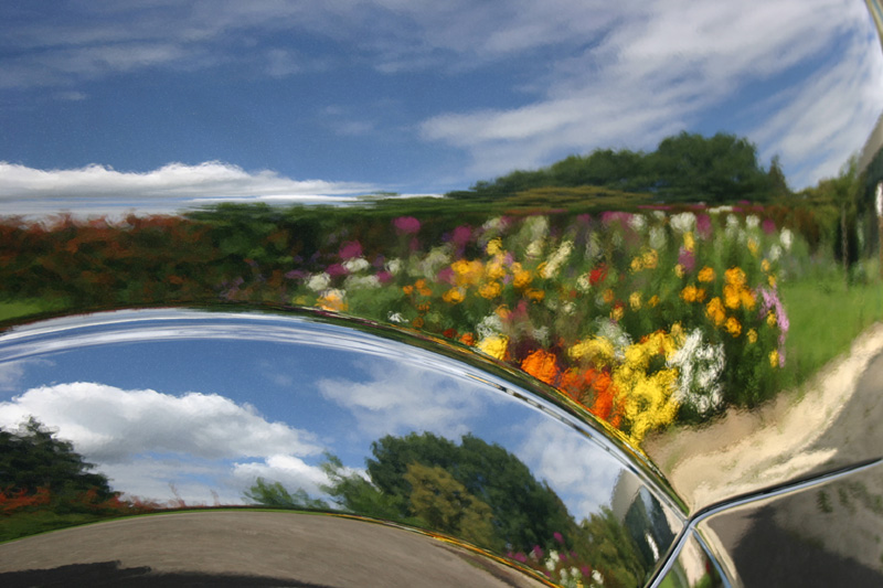 une fleur parmi les fleurs ...